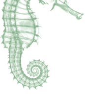 Seahorse