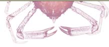 Crab