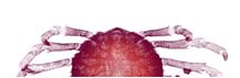 Crab