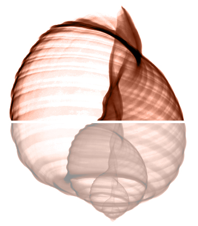 Oak Bay Softrends Filemaker database Development Vancouver BC Canada